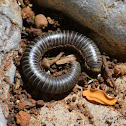 Millipede