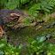 Black Bittern