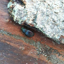 Beetle?