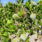 Creosote bush