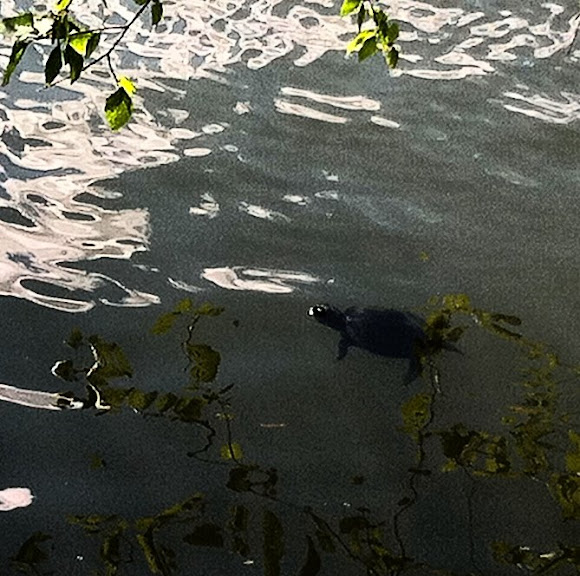 Spotting Image 1