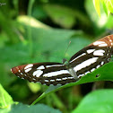 Short-banded Sailer