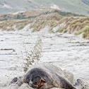 New Zealand Sea Lion