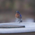 Eastern Bluebird
