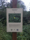 Creeping Buttercup Trail Sign