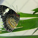 Leopard Lacewind