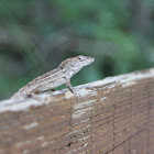 Brown Anole