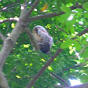 Spotted owl