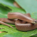 Smooth Earth Snake