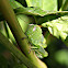 Gafanhoto verde