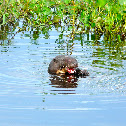 Giant Otter