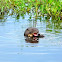 Giant Otter
