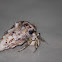 Hermit Crab
