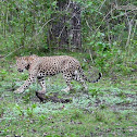 leopard