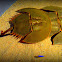 Horseshoe crab