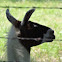 Llama