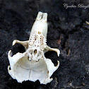 Botta's Pocket Gopher