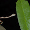 Common Blunt-headed Snake