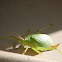 True Katydid