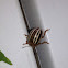 False Potato Beetle