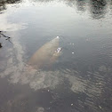 Manatee