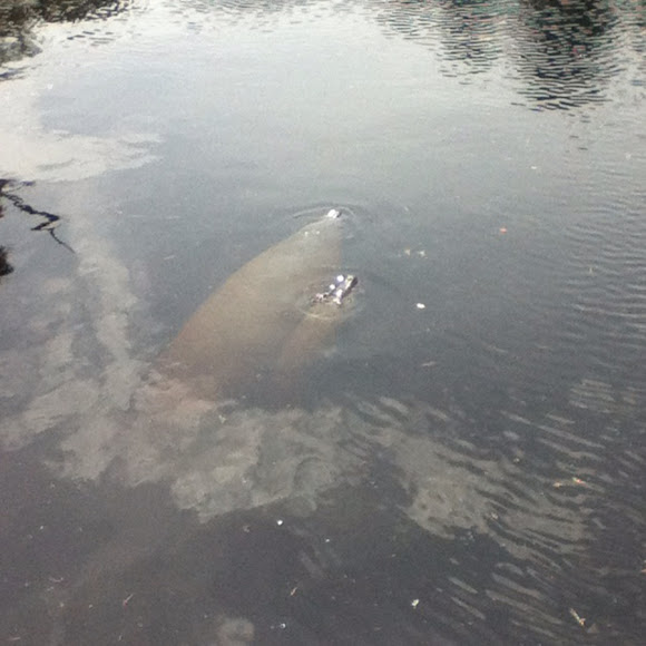 Spotting Image 1