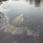 Manatee