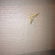 Moth