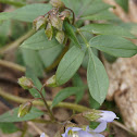 Jacob's ladder
