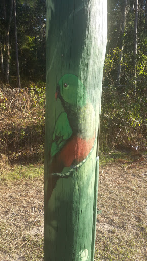 Australian Sub Tropical Red Winged Parrot