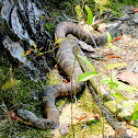 Northern water snakes, mating