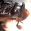 Asiatic Rhinoceros Beetle a.k.a Coconut Rhinoceros Beetle