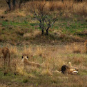 African Lion