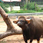 Indian bison