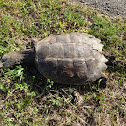 Snapping turtle