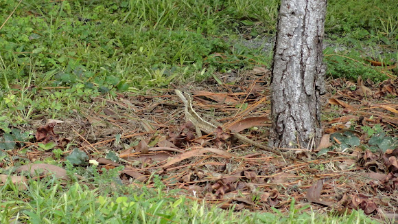 Spotting Image 1