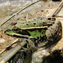 Common Frog