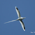 White tail Tropicbird
