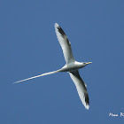 White tail Tropicbird
