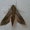 Hawk moths