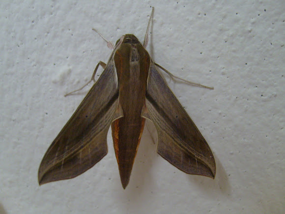 Spotting Image 1