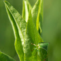 Buffalo Treehopper