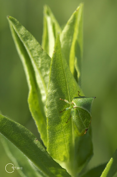 Spotting Image 1