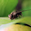 Progressive Bee Fly