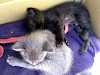 Regalo Gatitos De 30 Dias