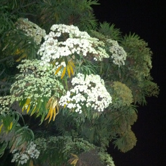 Spotting Image 1