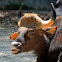Indian Bison or Gaur