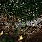 Gold tegu