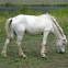 Pony