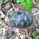 Box Turtle